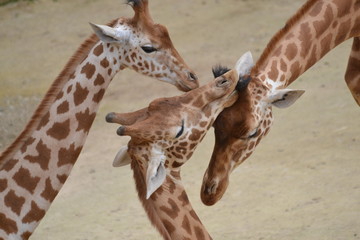 Girafes