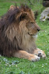 lion