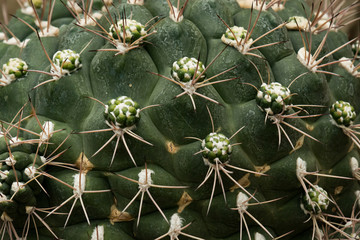 Cactus close-up