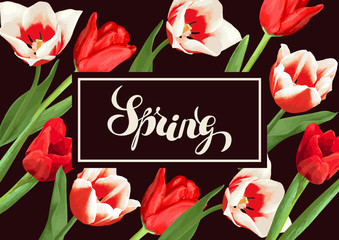 Spring background with red and white tulips. Beautiful realistic flowers, buds and leaves