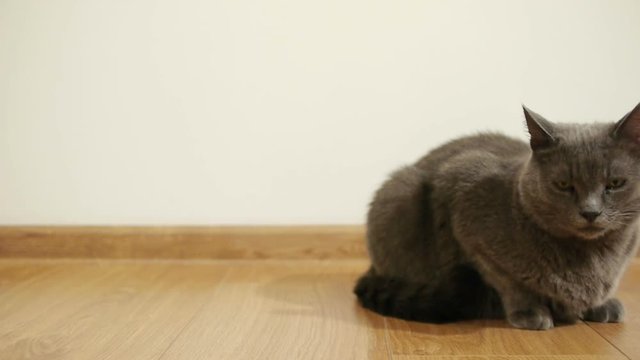 Gray cat, Russian blue breed sits on a brown floor of laminated parquet