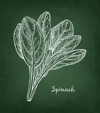 Chalk sketch of spinach.