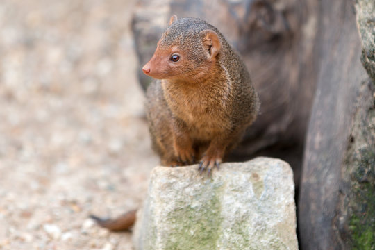 Zwergmangusten (Helogale parvula)