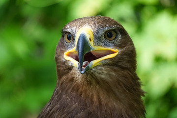 A large bird of prey on a green natural background..
