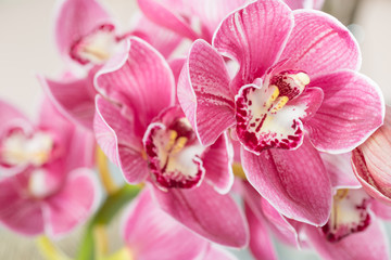 Naklejka na ściany i meble Pink orchid flower on light background. Light pastel poster with orchids phalaenopsis.