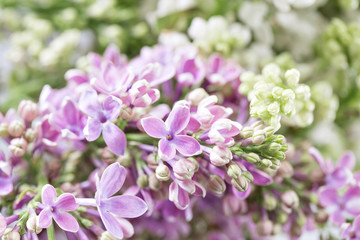 Macro image of spring violet and white lilac flowers, abstract soft floral background. Different kind of lilac flower