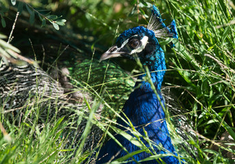 peacock in a bush