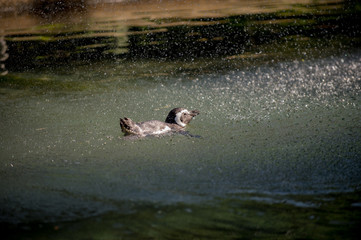 penguin bathing