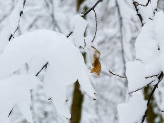 winter forest trees