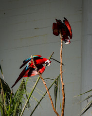 red macaws