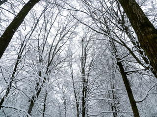 winter forest trees