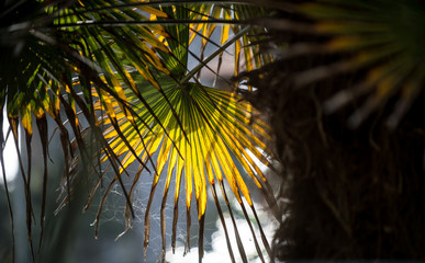 Sun shining through Palm leaf