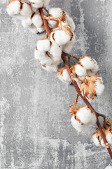 Dried cotton plant flower on old grey background. Close-up, copy space.