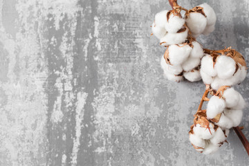 Dried cotton plant flower on old grey background. Close-up, copy space.