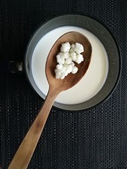 Tibetan milk mushroom .Milk kefir seeds.