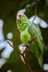 Crimson-fronted or Finsch's Parakeet, neotropical green parrot with red cap, natural to Nicaragua, Costa Rica and western Panama, perched on twig against rainforest background. Vertical photo.