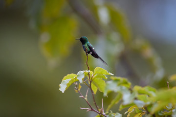 Small hummingbird with long tail, Discosura conversii, Green Thorntail, male  perched on twig in rainforest, Costa Rica.