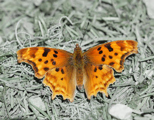 Satyr Comma (Polygonia satyrus) perched on woodland floor. Point Reyes National Seashore, Marin County, California, USA.