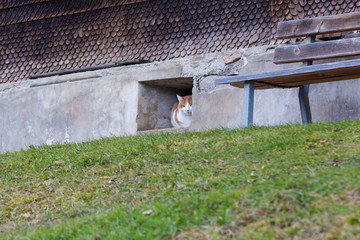 cat hiding in a window of a farm house