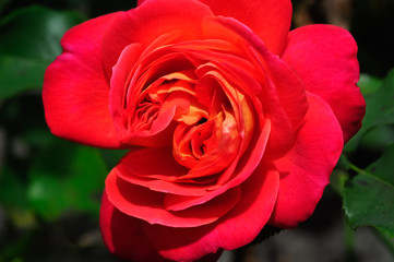 Rose7