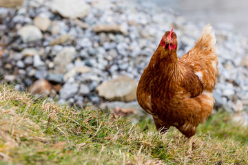 happy chicken outside in fresh air with movement space