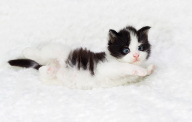 cute kitten lies and looks at a fluffy blanket