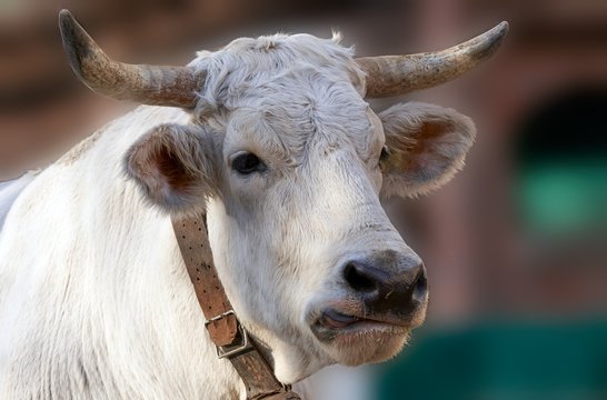 A large white bull with a bell tied to the neck
