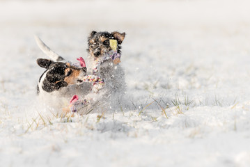 Two little dogs are actively playing in the snow with a ball - Jack Russell Terrier Hound - hair style broken, 8 years old, rough 2 years old. FCI breeding.