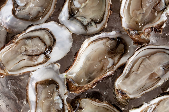Close-up shot of oysters over the ice