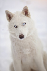 Fototapeta na wymiar Portrait of a white Siberian husky dog in a snowy forest.