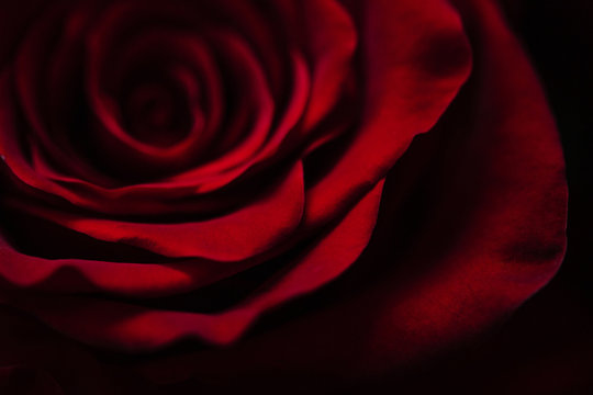 Fototapeta Bud of a red delicate rose. Valentine macro background wallpaper.