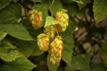Hops for beer