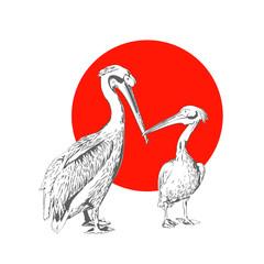 Pelicans Vector Illustration