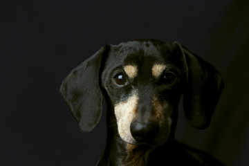 Low key portrait of short hair dachshund