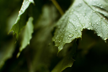 Closeup of green shady branches and leaves covered with raindrops