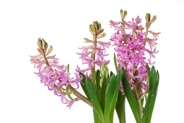 flowers of hyacinth pink color, messenger spring