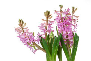 Obraz premium flowers of hyacinth pink color, messenger spring
