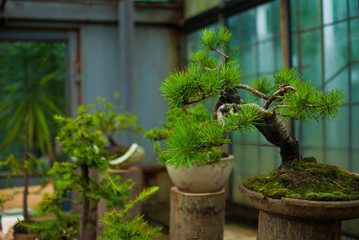 Well maintained tiny tree growing in the flowerpot. Botanical garden in Lviv, Ukraine