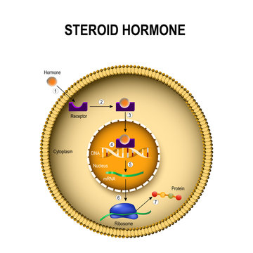  How steroid hormones work.