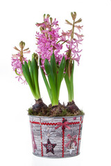 flowers of hyacinth pink color, messenger spring