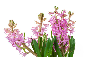 flowers of hyacinth pink color, messenger spring