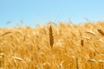 Golden colors of ripe wheat field