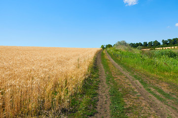 Dirt road near field of wheat