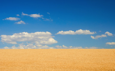 Fototapeta na wymiar Field of wheat under blue sky