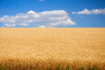 Field of wheat under blue sky