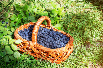 Fototapeta na wymiar Rectangular basket with wild berries blueberries stands on green