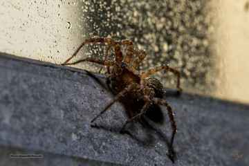 A Wet Orb Weaver Macro Shot in an industrial setting on a steel or Aluminum Window Frame