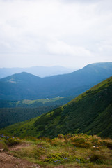 Fototapeta na wymiar Landscape. Green Carpathian mountains on a cloudy July morning