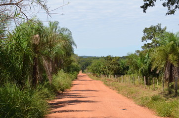 Brazilian Pantanal - Dusty Jungle Road
