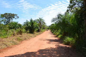 Fototapeta na wymiar Brazilian Pantanal - Dusty Jungle Road